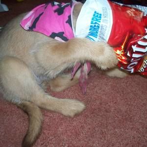 Meet your Posher, Sammy